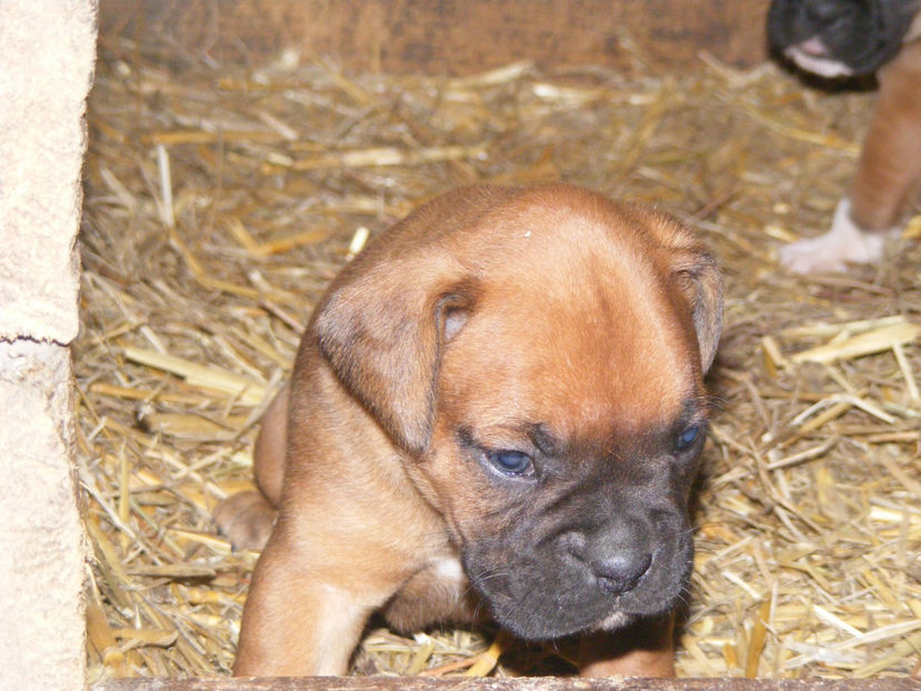 nou 213 - CATEI 2017 SERIA A DOUA