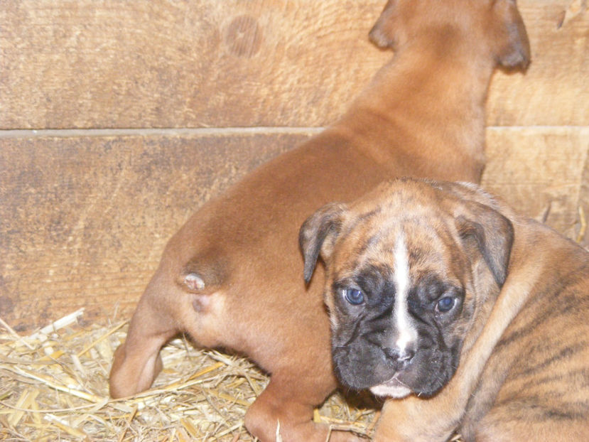 nou 215 - CATEI 2017 SERIA A DOUA