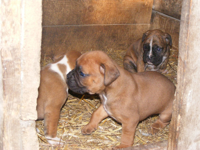 nou 217 - CATEI 2017 SERIA A DOUA