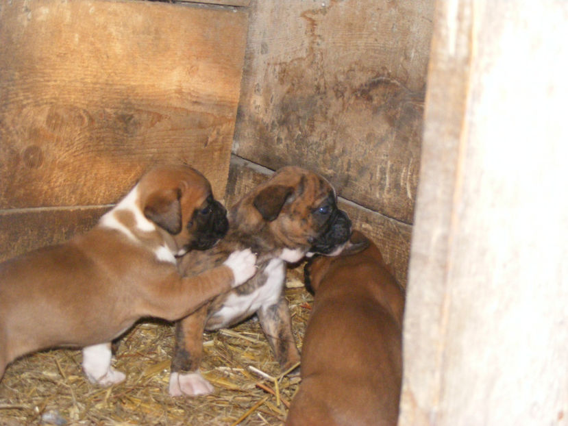 nou 220 - CATEI 2017 SERIA A DOUA