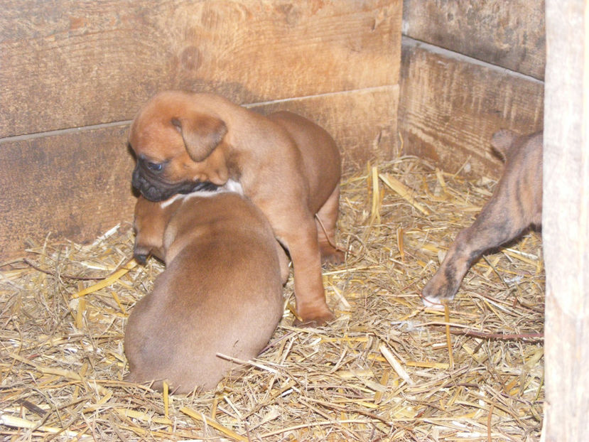 nou 221 - CATEI 2017 SERIA A DOUA