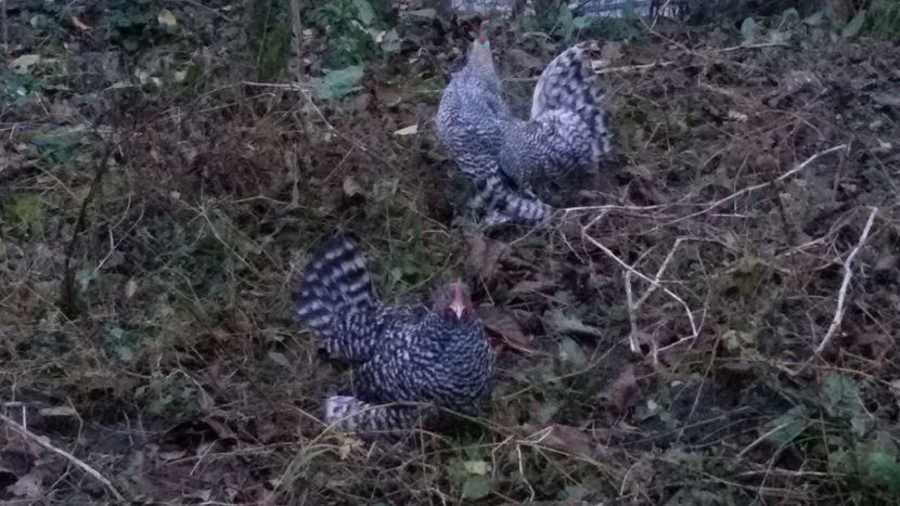  - Mii de flori barat