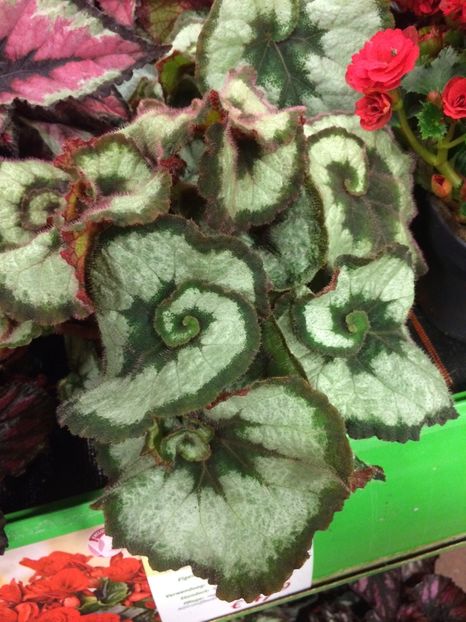 Begonie - X-Begonia
