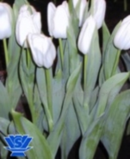 Dana Winner       triu