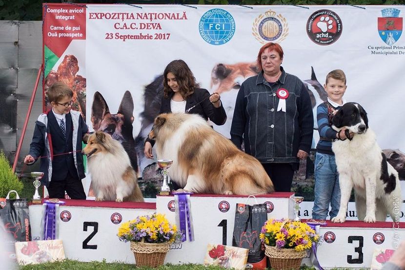 Collie Rough - Expoziti Canine