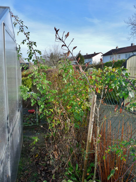 Noiembrie 2017 - Tc_GG