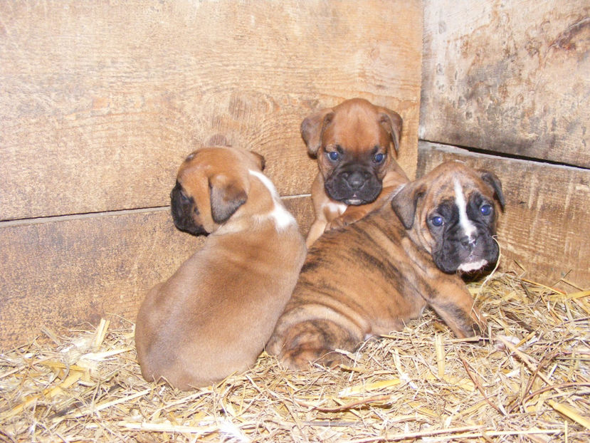 nou 151 - CATEI 2017 SERIA A DOUA