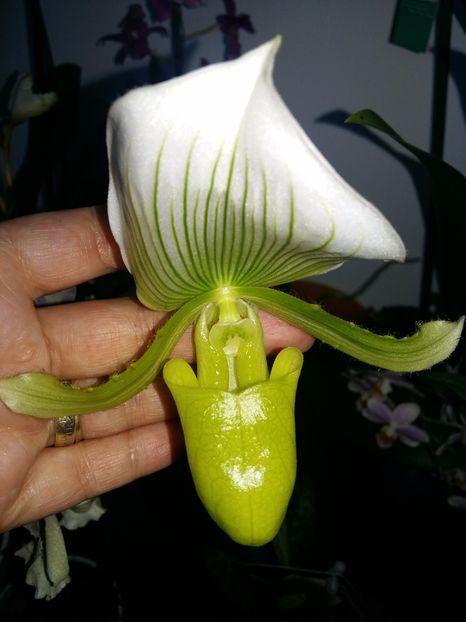  - Paphiopedilum
