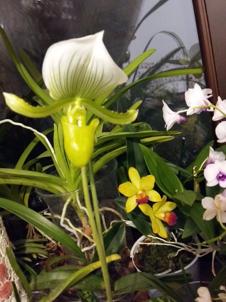  - Paphiopedilum