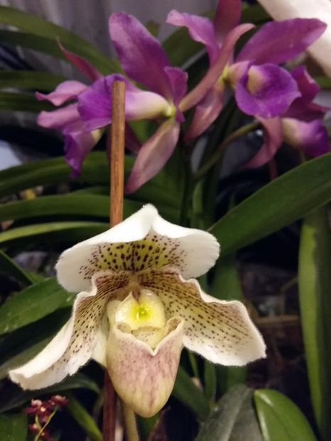  - Paphiopedilum