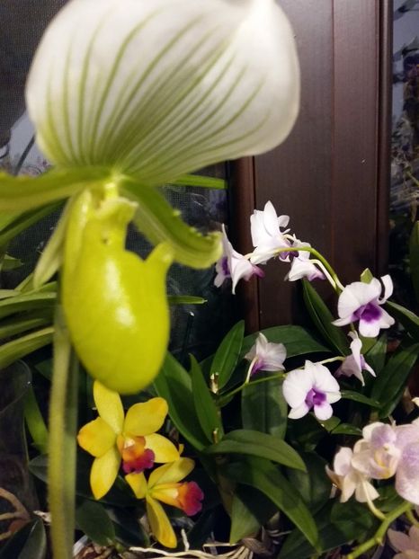  - Paphiopedilum