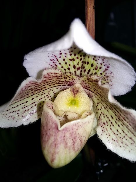 - Paphiopedilum