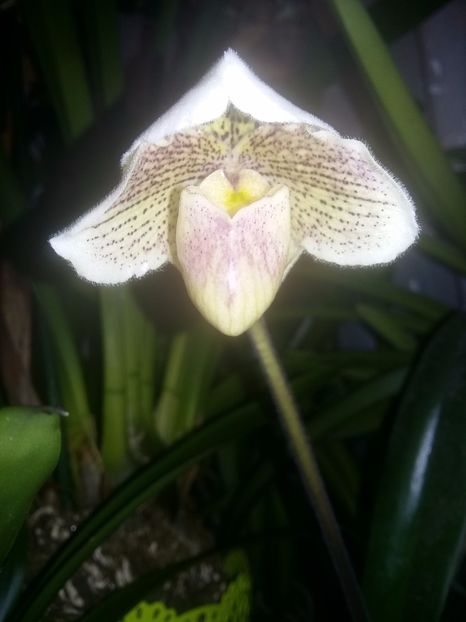  - Paphiopedilum