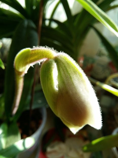  - Paphiopedilum