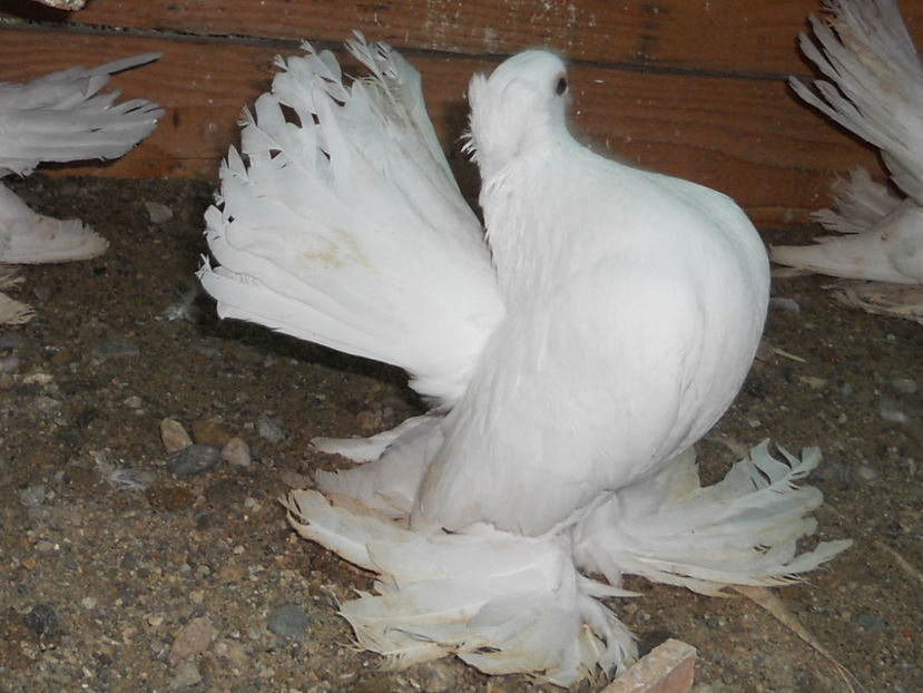 RSCN3580 - SIBERIENI 2017 DE VANZARE