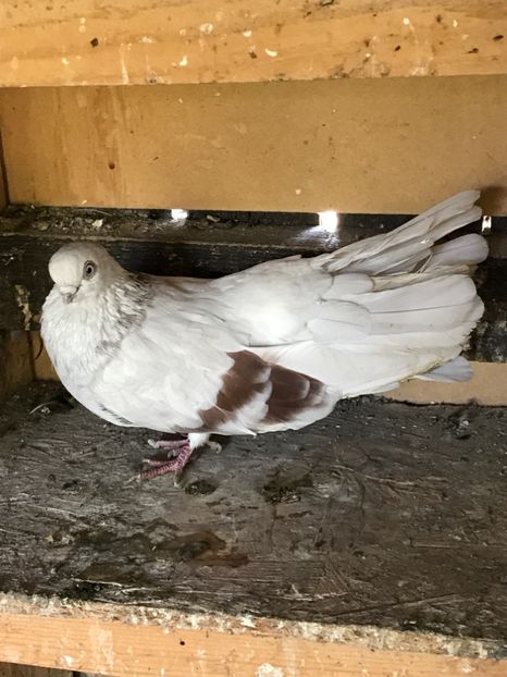 DBBB7CE3-6918-4D05-823E-6C8D239C351F - Zburători Argintii