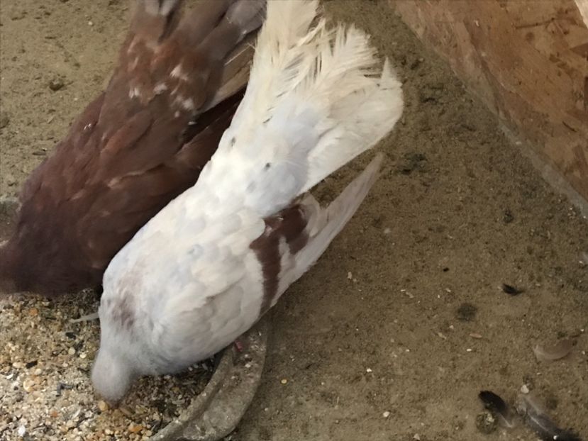 3FDC1683-1299-4AF9-928E-9538F0E31D58 - Zburători Argintii