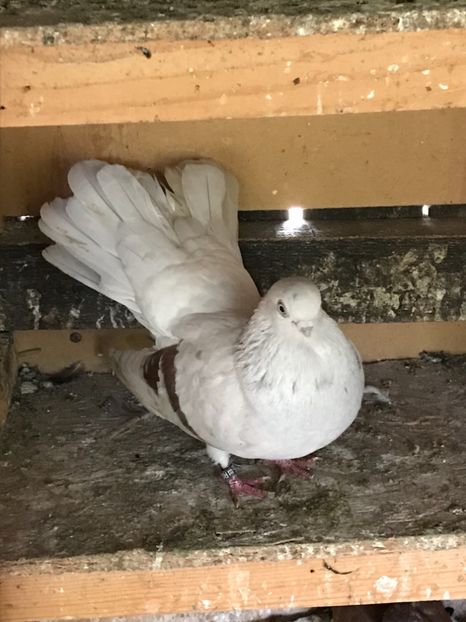 3DABCFA3-E79E-42BE-AFEC-DA201C6114BD - Zburători Argintii