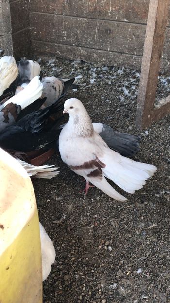 A97846AE-A18A-4E06-BD08-5A7418F42356 - Zburători Argintii