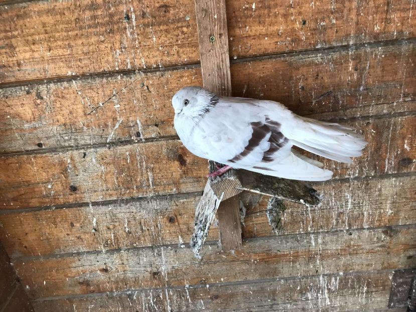 56810135-CE51-4312-854C-383AAA91B164 - Zburători Argintii