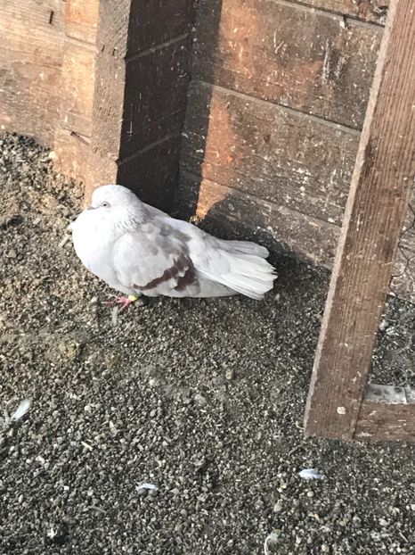 BF23ED58-1A05-497C-98FF-432260D6915E - Zburători Argintii