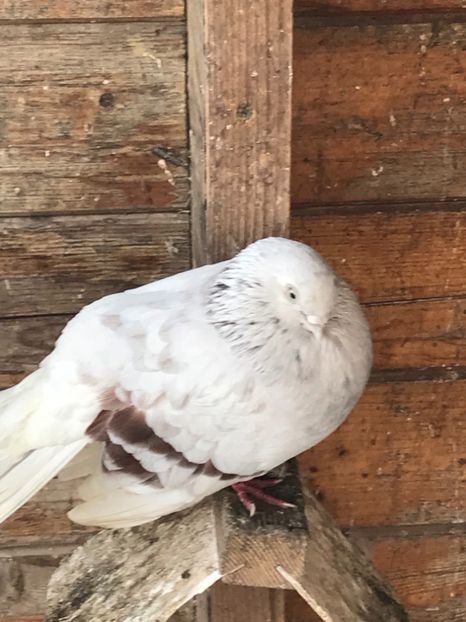 53959CC8-8050-4086-9CC8-51FAFDDFDBC0 - Zburători Argintii