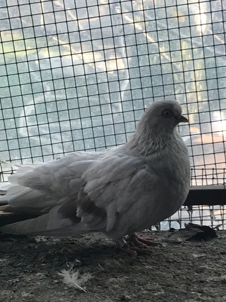 AD77FB0F-2C49-4F68-8F1D-9FA0EDE83BC4 - Zburători Argintii