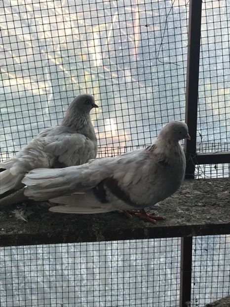 B11D61F6-83FE-4EAB-906F-06FCDFEBC964 - Zburători Argintii