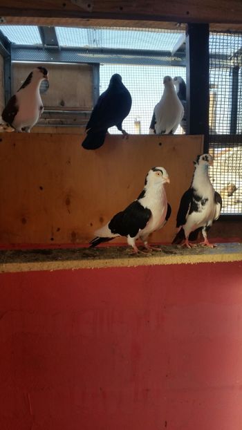  - Ce detin in prezent