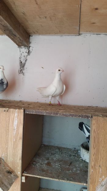  - Ce detin in prezent