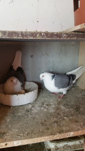  - Ce detin in prezent