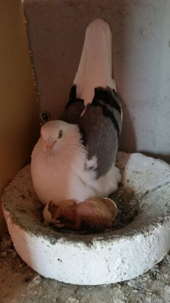  - Ce detin in prezent