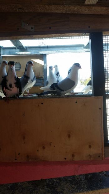  - Ce detin in prezent