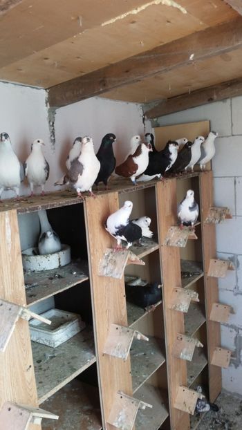  - Ce detin in prezent