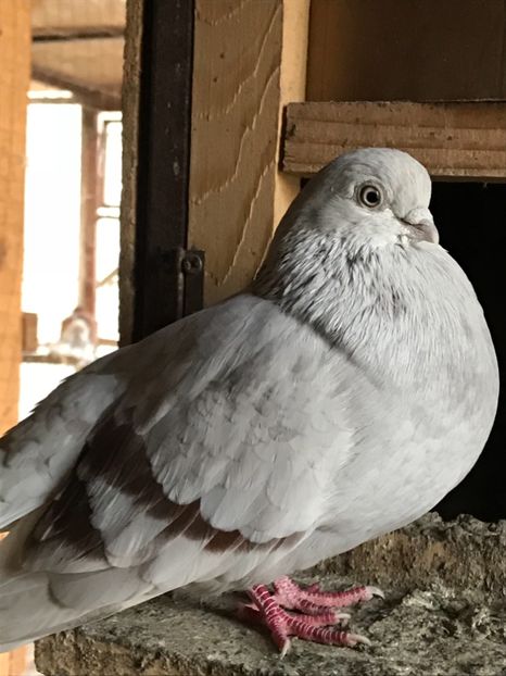 2B43D5B1-0708-469E-BD01-2AB79F13AFC9 - Zburători Argintii