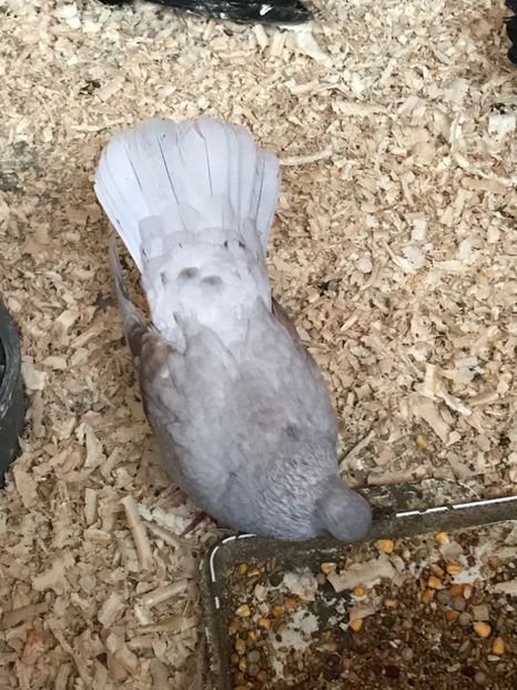 18046B84-FCE3-491B-83A4-CCE61DE24E98 - Zburători Argintii