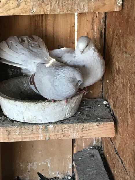 8787D0A5-B234-4828-8B91-6247E0A96BBE - Zburători Argintii