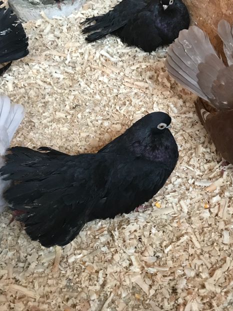 2535656B-1E1F-42BD-95CB-91B1396BCE78 - Negri turci