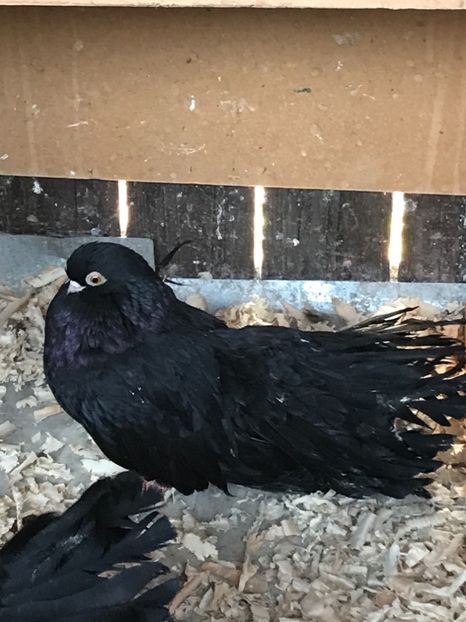 746F8C03-B37A-4C34-AE23-369751191C71 - Negri turci