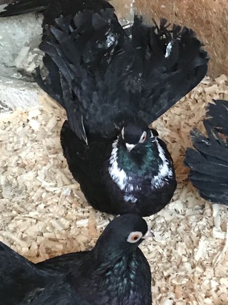 0D54B9A6-6A2E-4409-8BDE-54BF4129B88B - Negri turci