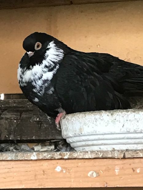 54B8DB57-87A3-4610-ACC4-8796667E75AB - Negri turci