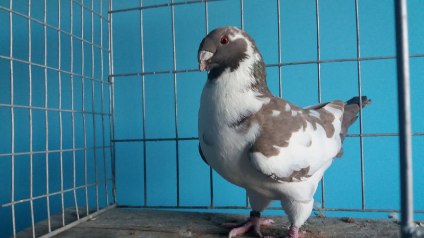 M-2016 - 8-AMERICANI-VANDUTI