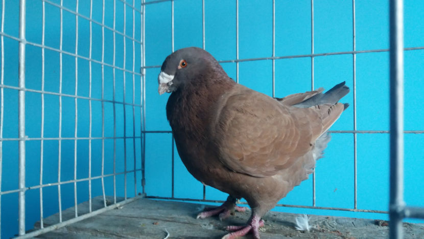 M-2016 - 8-AMERICANI-VANDUTI