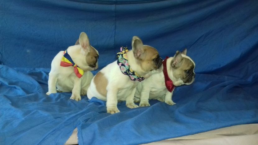  - Bulldog francez de vânzare 2017