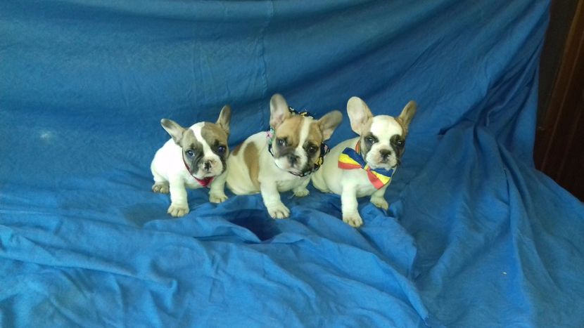  - Bulldog francez de vânzare 2017