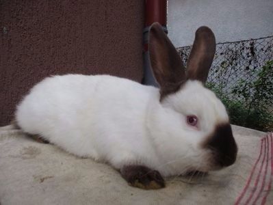 sacrificat !!! - SACRIFICARI