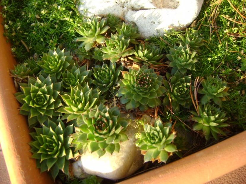 Forme si culori la sfarsit de noiembrie - Toamna 2016-2017