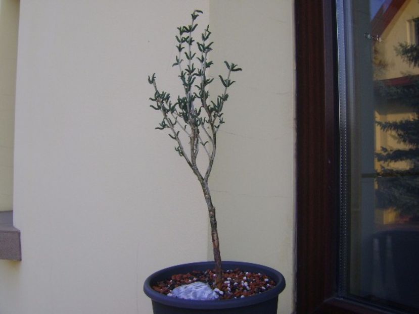 Mestoklema arboriforme - Caudiciforme si bulbi 2017