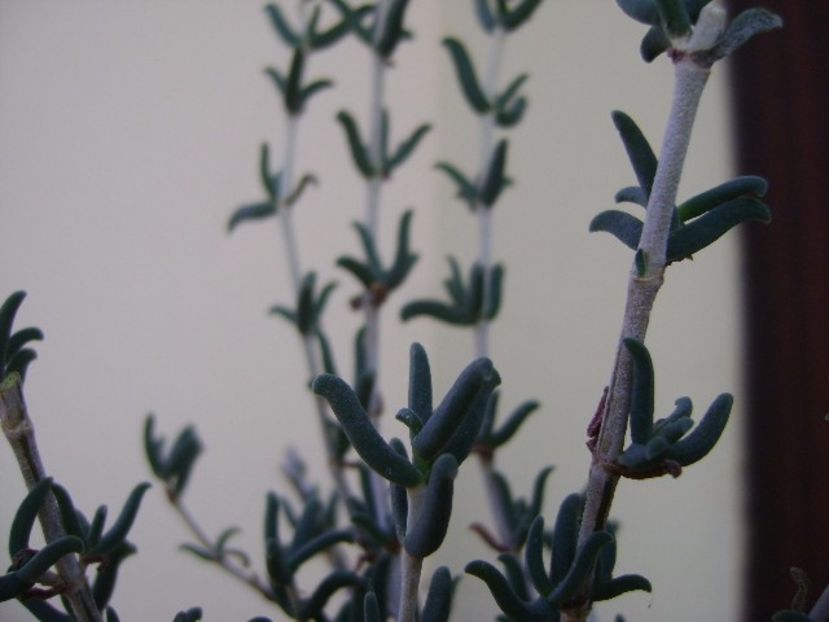 Mestoklema arboriforme - Caudiciforme si bulbi 2017