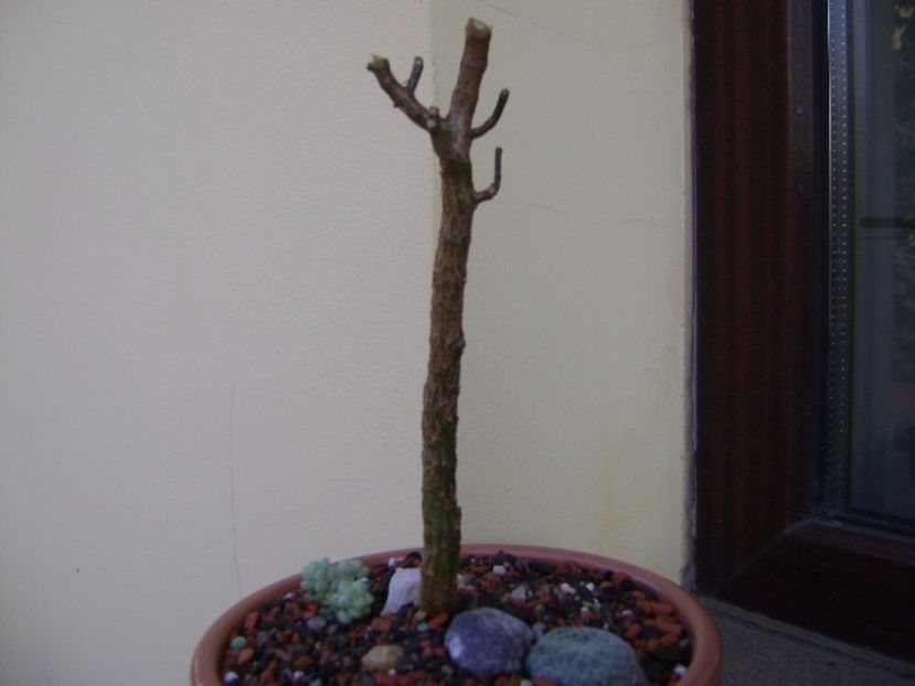 Crassula sarcocaulis - Suculente 2017